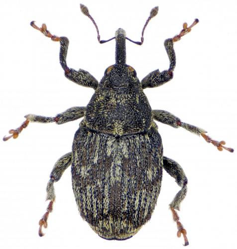 Datonychus melanostictus